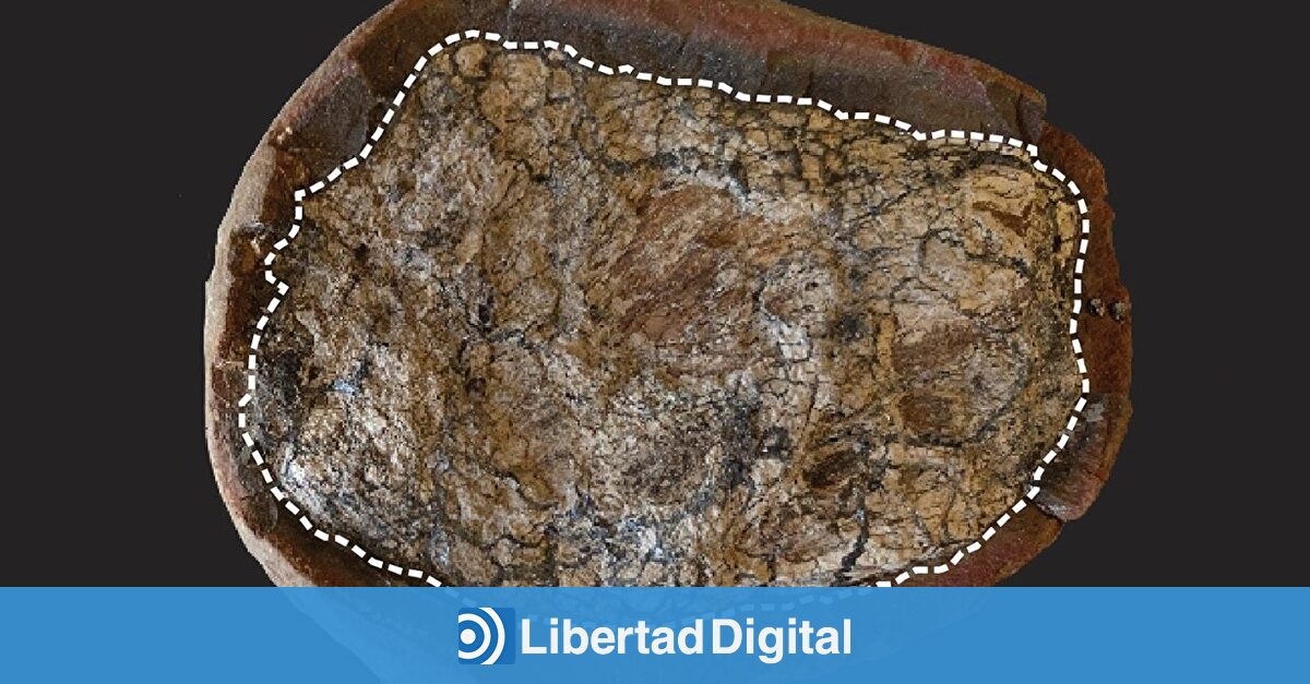 Un hallazgo en excrementos de hace 300 millones de años revoluciona la búsqueda de biomoléculas antiguas