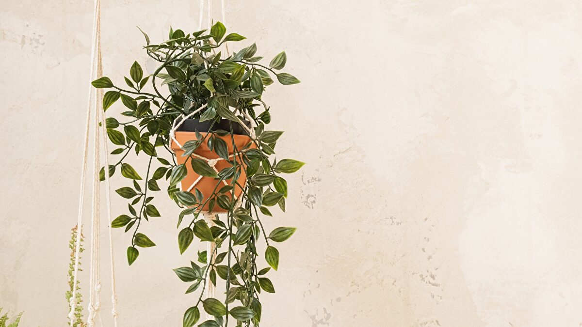 Las cinco plantas colgantes perfectas para decorar tu casa si tienes poco espacio