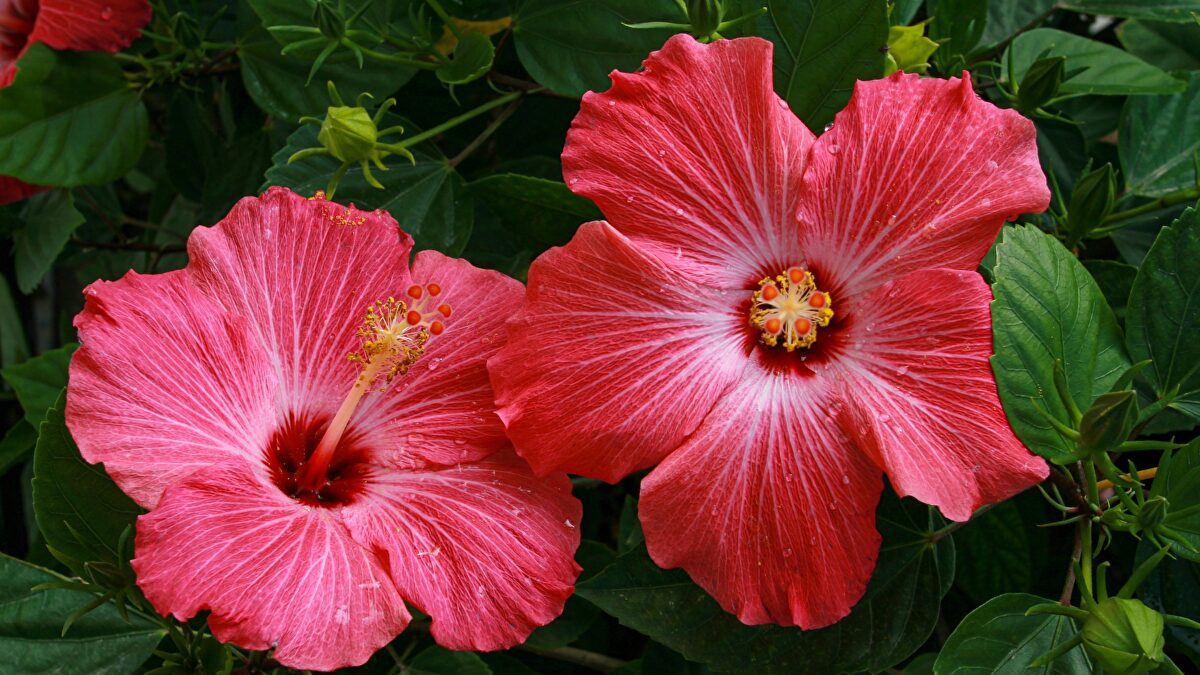 La flor de hibisco, una opción distinta para transformar tu jardín en un paraíso exótico