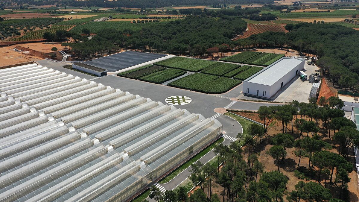 El milagro del pistacho en Cuenca: ya hay plantas que dan fruto en sólo 2,5 años
