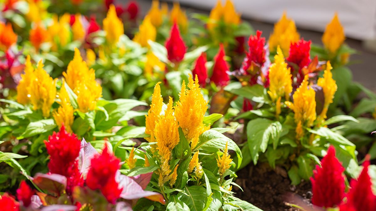 Adiós a los jardines aburridos: descubre la celosía, la flor ornamental de colores intensos