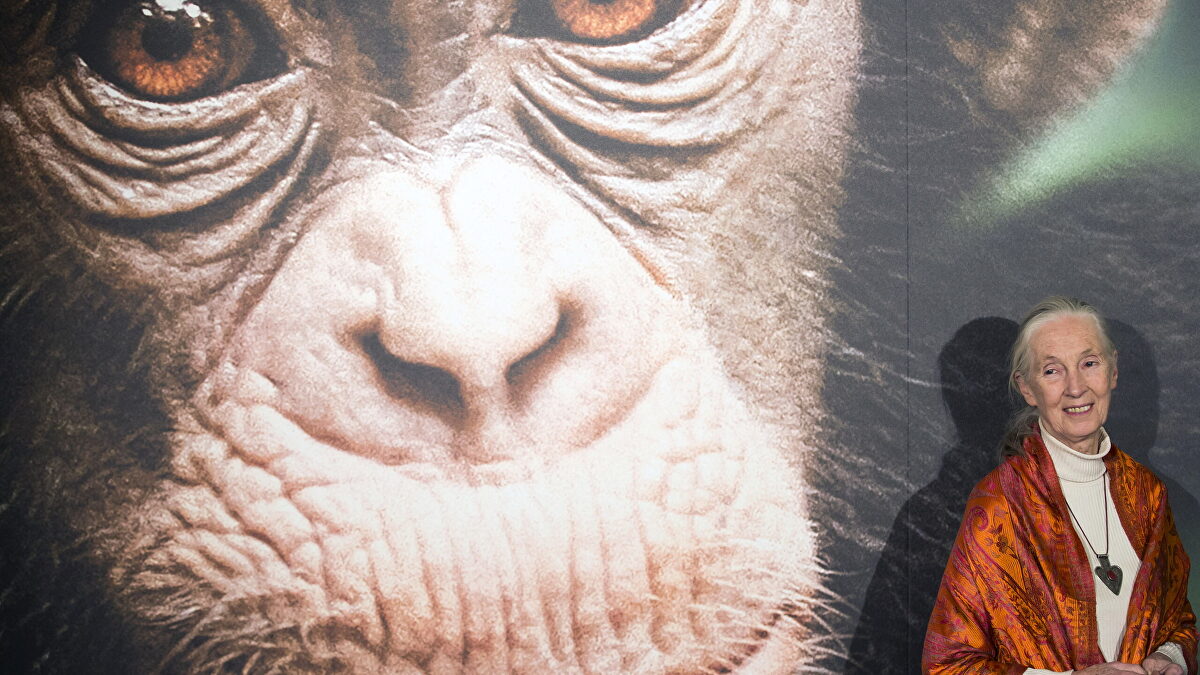 Jane Goodall, en la senda de la gloria