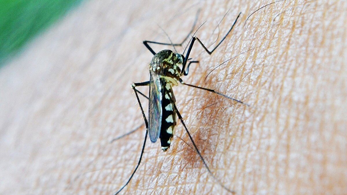 El virus del Nilo se cobra su cuarta víctima mortal en Extremadura, un anciano de 91 años