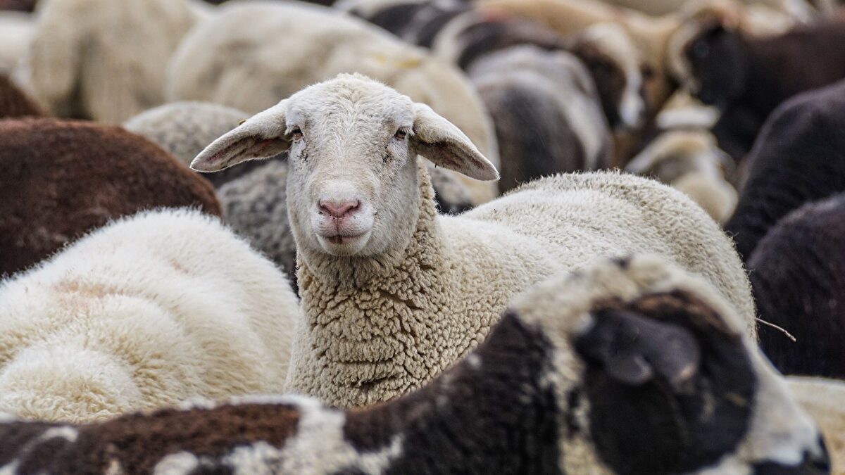 Los profetas de los límites planetarios quieren evitar 15 millones de muertes reduciendo vacas y corderos