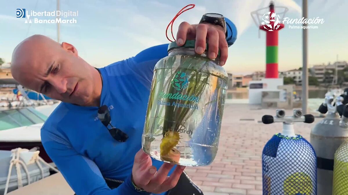 Liberan 70 caballitos de mar en Mallorca para proteger la especie