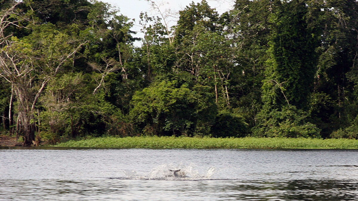 Nature vuelve a romper el relato climático: el aumento del CO₂ impulsa el crecimiento de la Amazonía