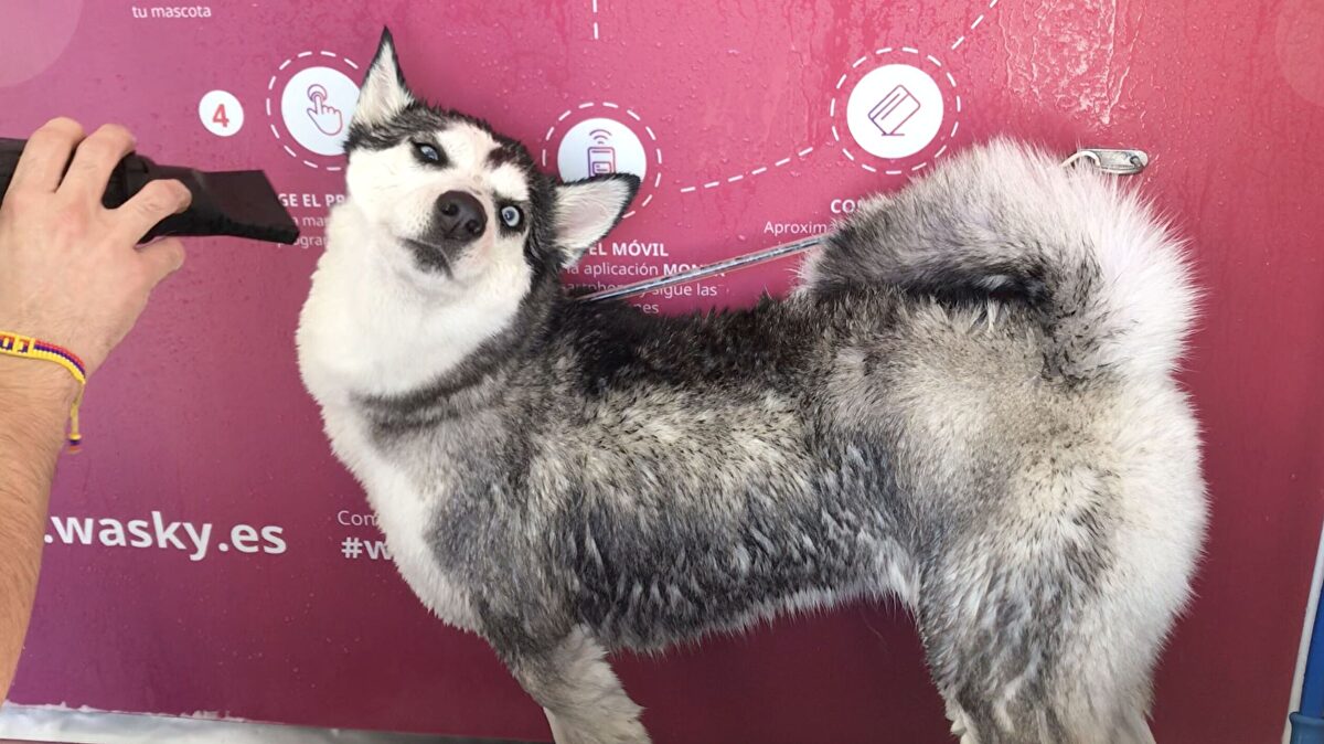 Así se creó Wasky, la empresa madrileña que llevó el concepto de autolavado al mundo de las mascotas
