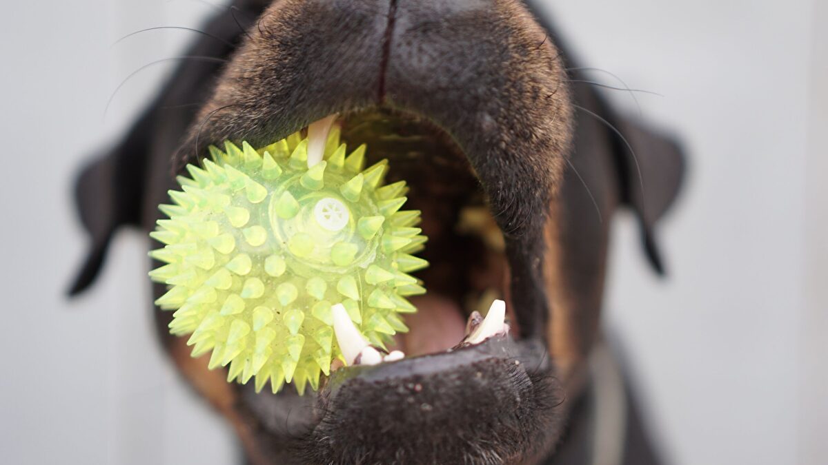 Perros ludópatas: cuando la pelota es más importante que la comida