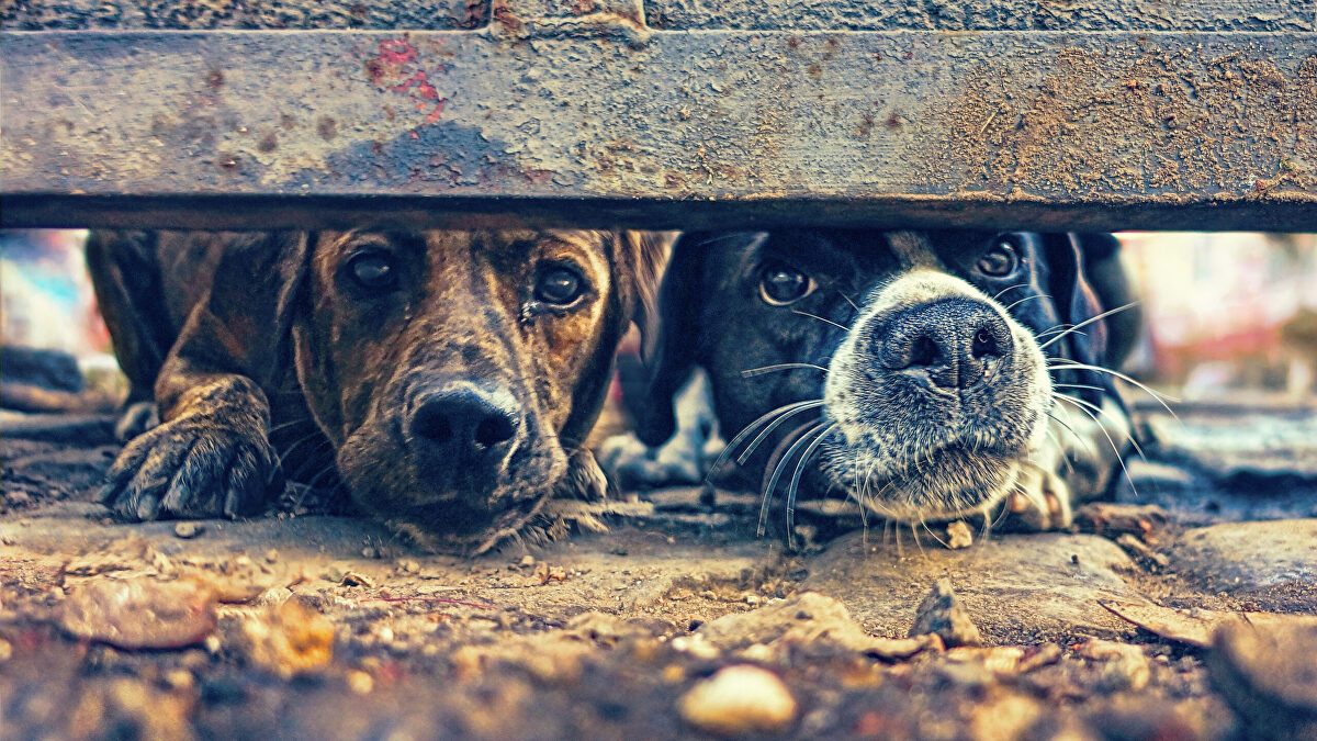 Encuentran restos del cadáver de una mujer devorada por sus propios perros