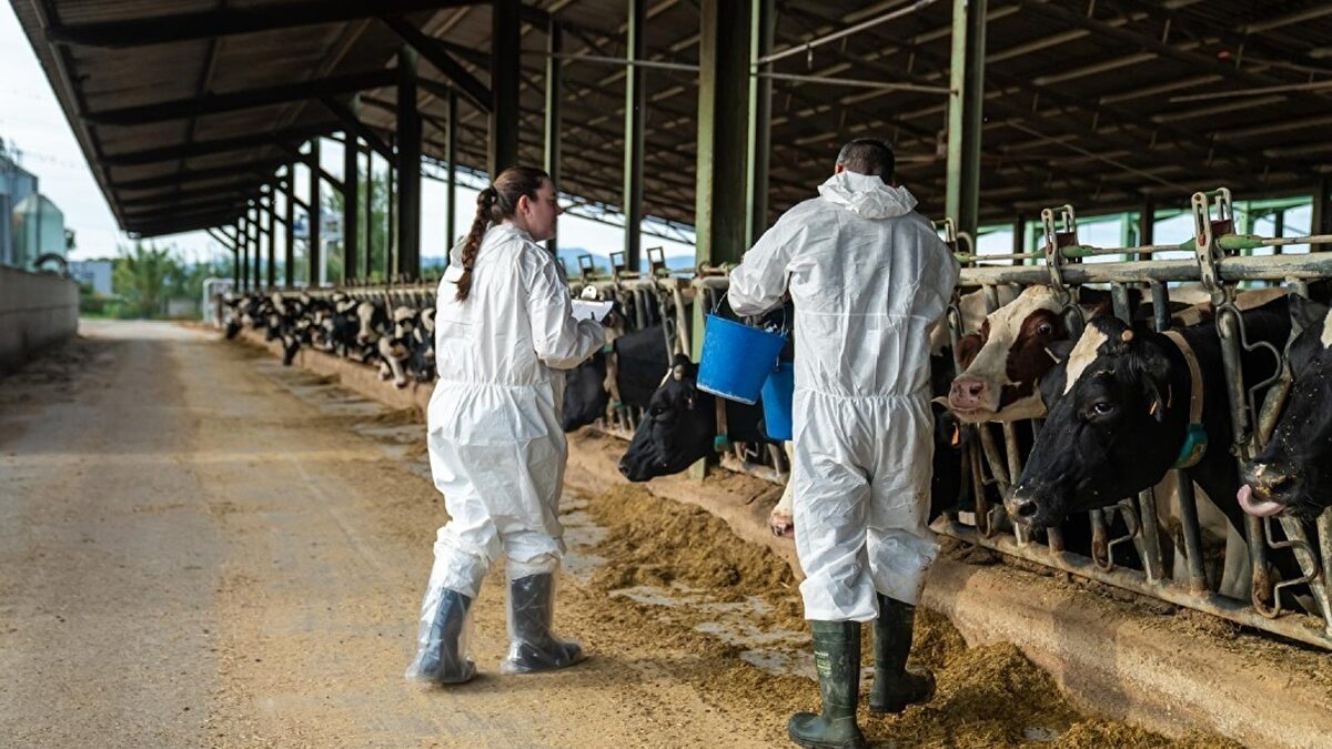 España, en la lista negra: más de 20 países bloquean la carne española por la dermatosis nodular