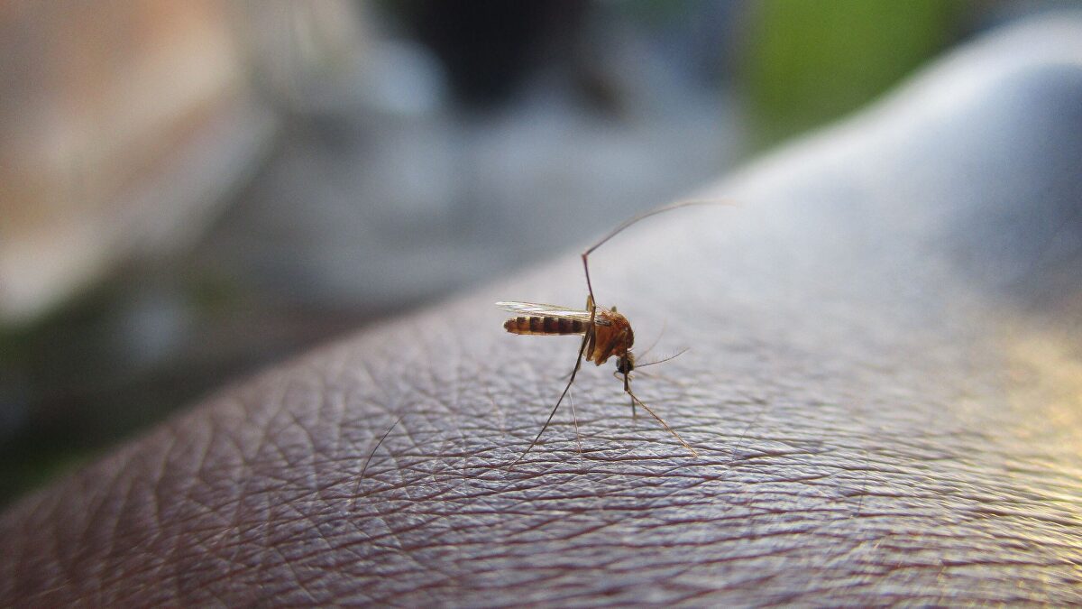 Qué es el dengue: síntomas, tratamiento y prevención