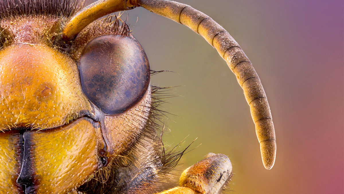 Vespa velutina: invasora y peligrosa