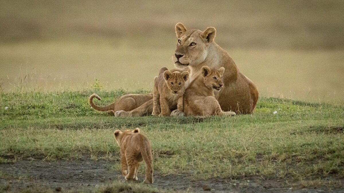 Las mejores agencias para hacer un safari en Tanzania