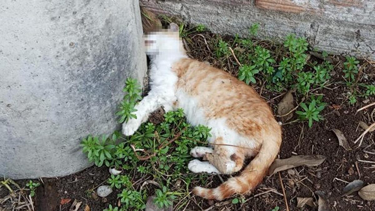 La muerte de varios gatos callejeros desata un conflicto en Balaguer