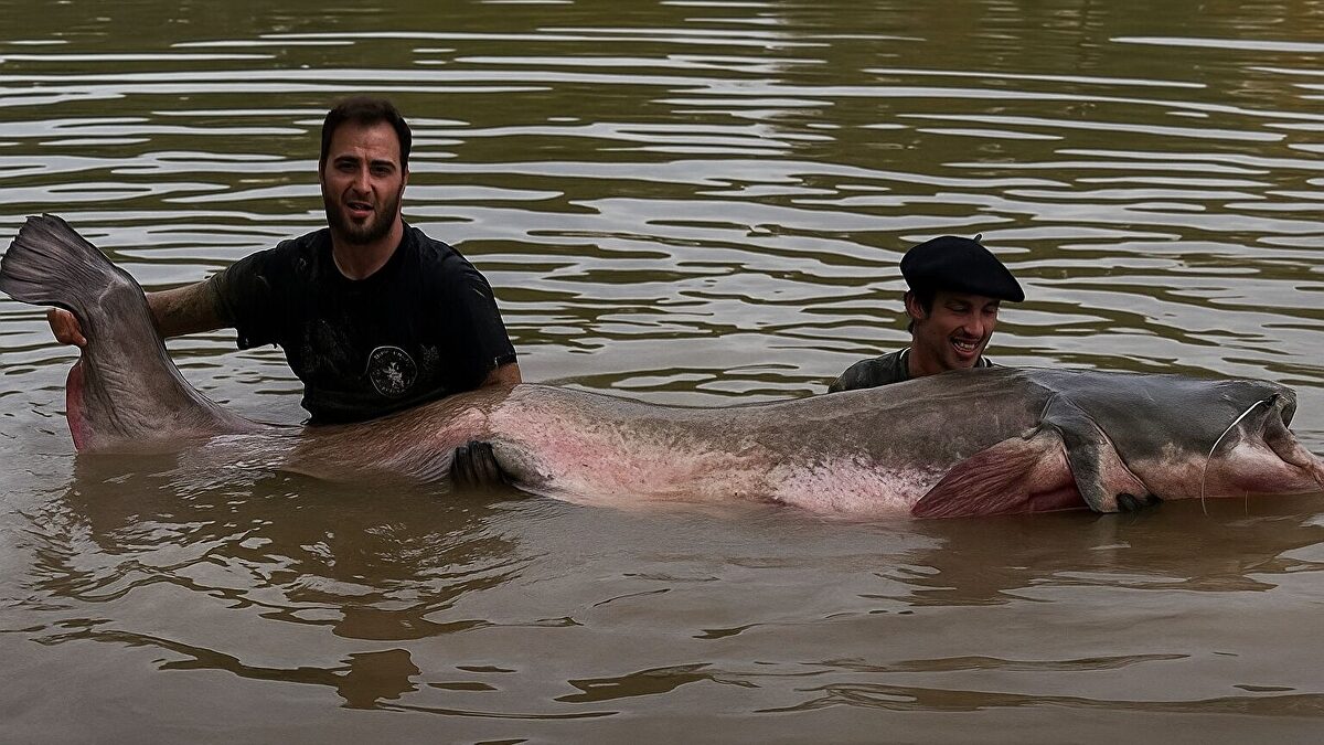 Capturan en el Ebro el siluro más grande de la historia de España