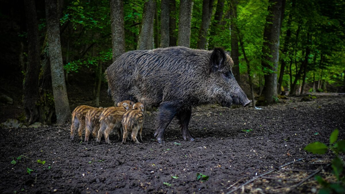 Cazadores y veterinarios coinciden: la expansión sin control del jabalí eleva el riesgo de peste porcina