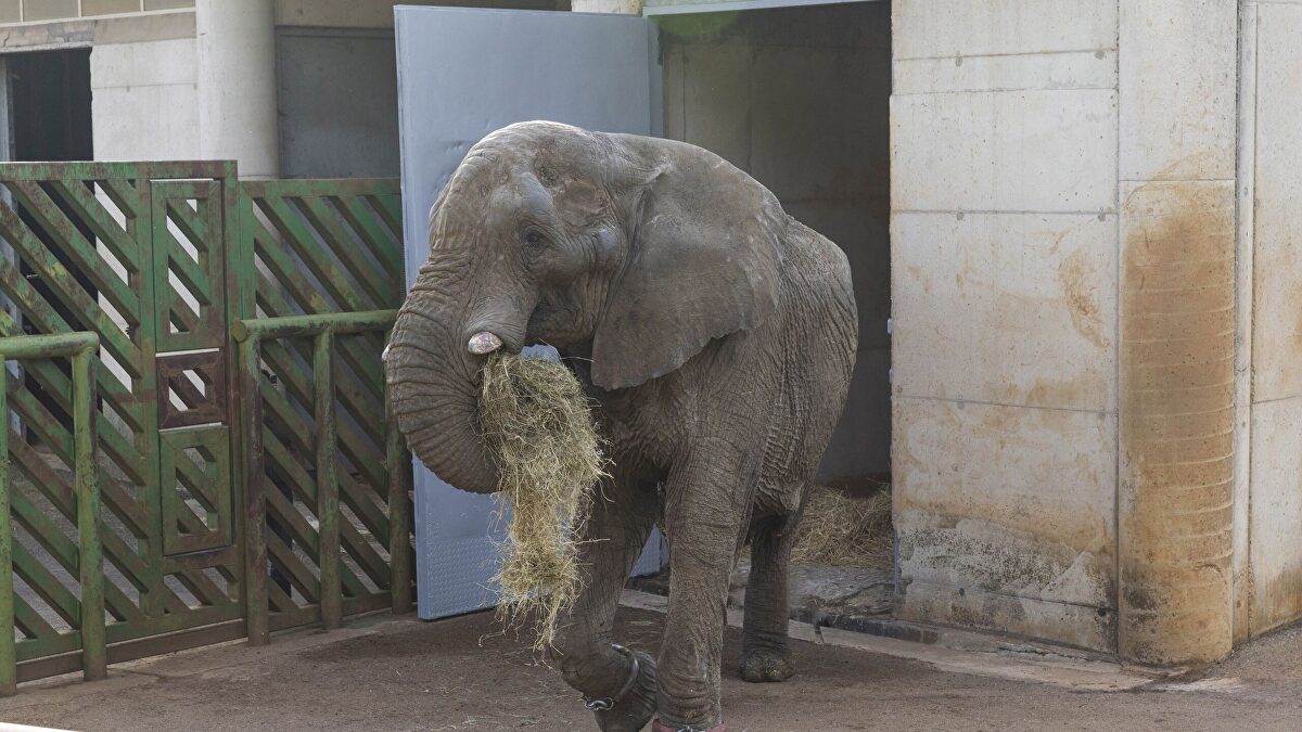 Muere el elefante Jums tras una pelea con su hijo en Cabárceno