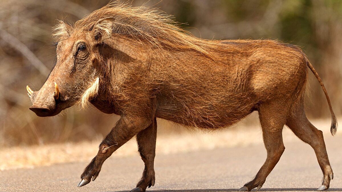 La culpa fue de Pumba