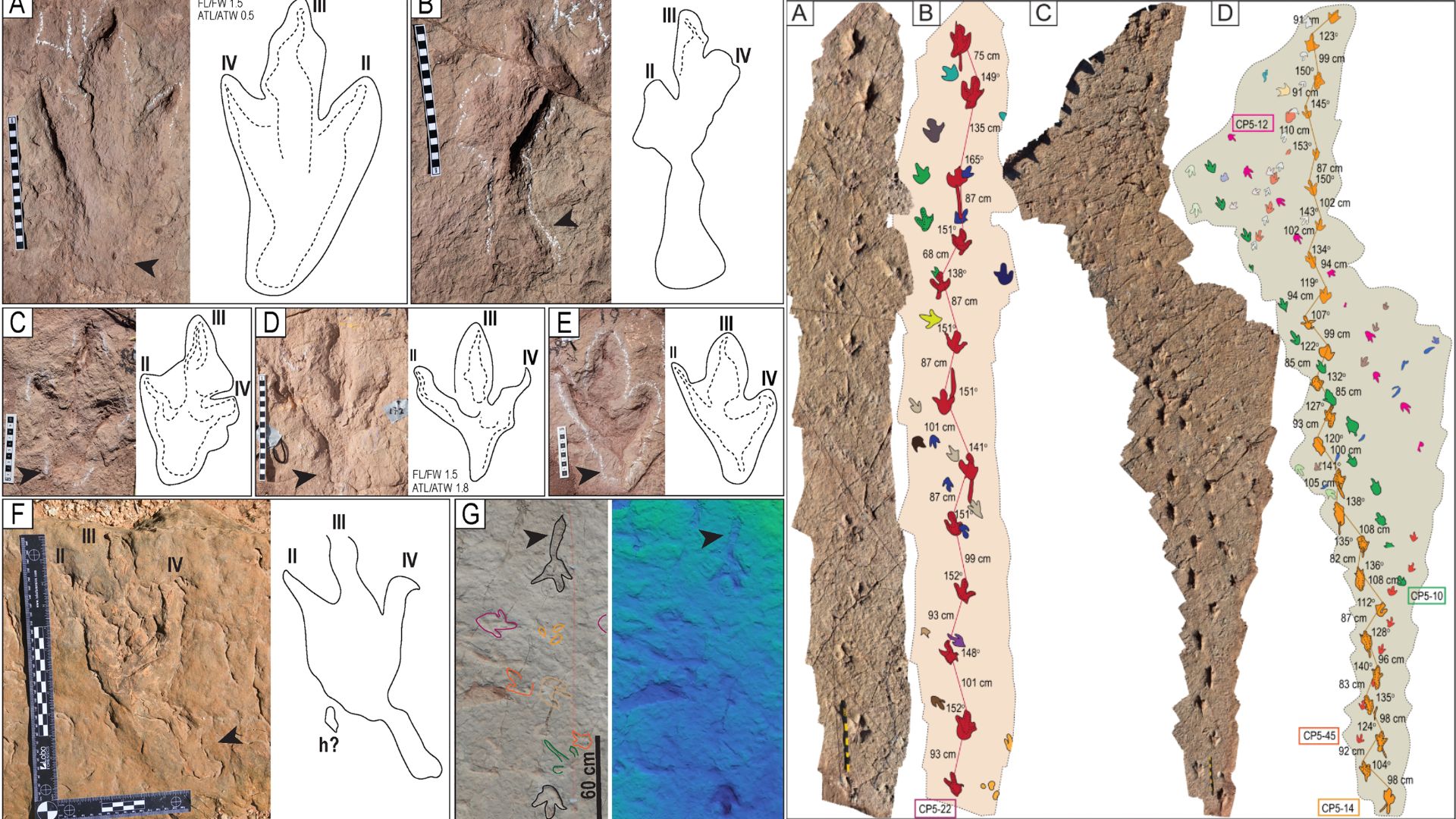 morphotypes-preservation-and-taphonomy-of-dinosaur-footprints-tail-traces-and-swim-tracks-in-the-largest-tracksite-in-the-world-carreras-pampa-upper-cretaceous-torotoro-national-park-bolivia.jpg