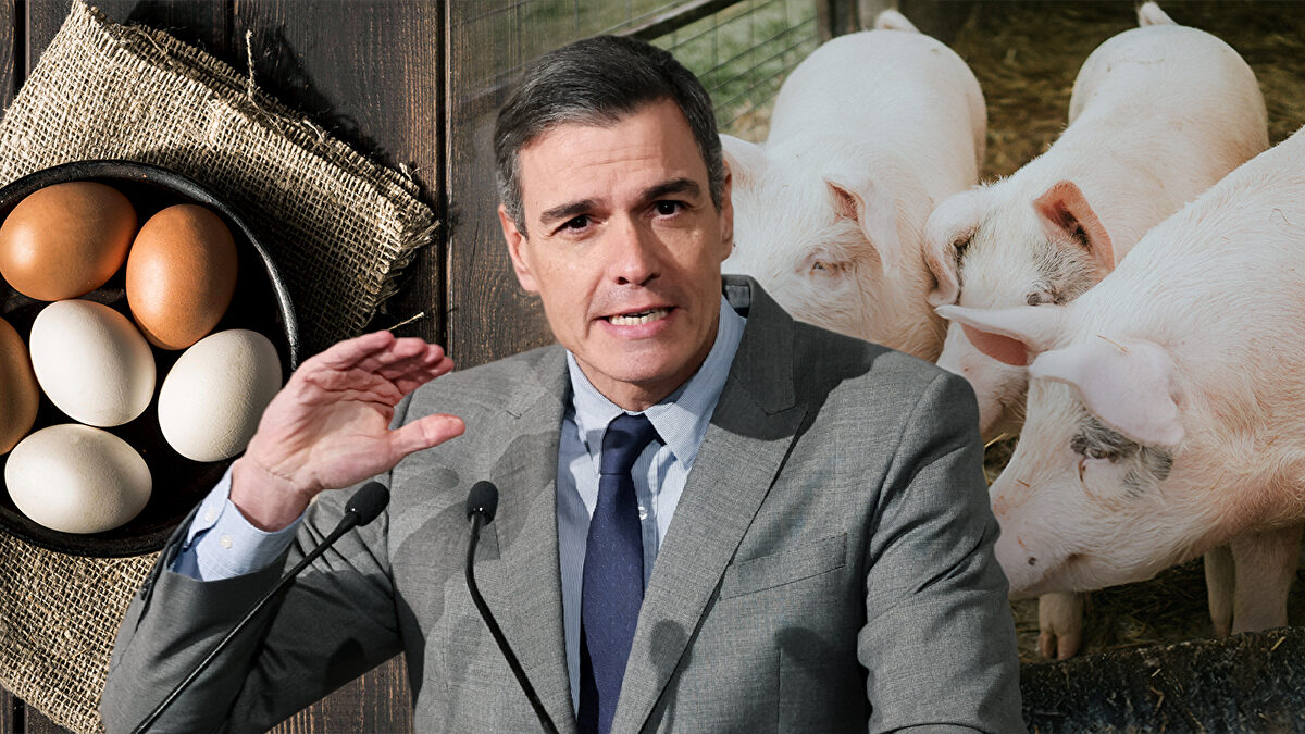 Huevos, cerdos y vivienda: lo que Sánchez no entiende