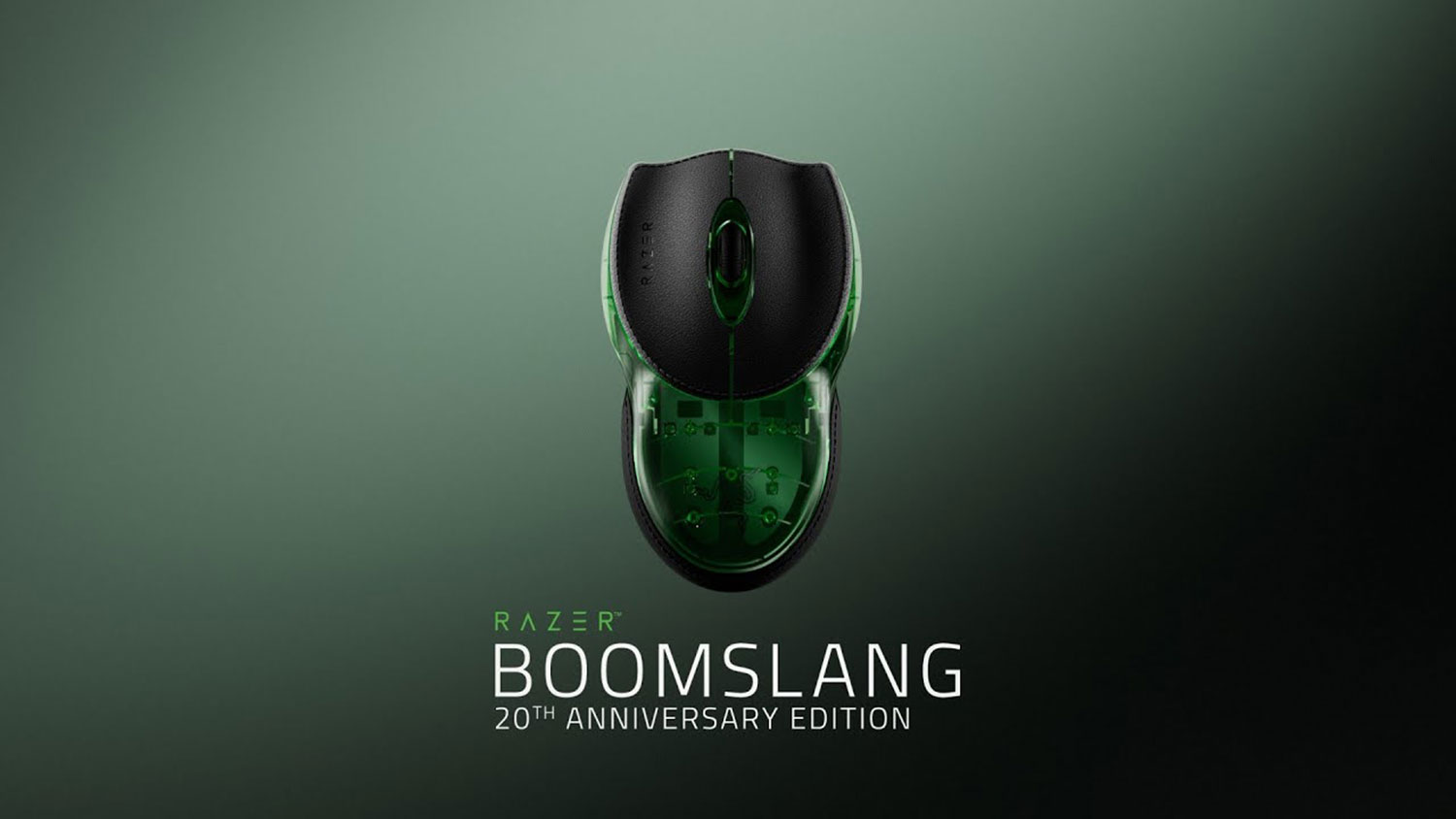 razerboomslang-03.jpg
