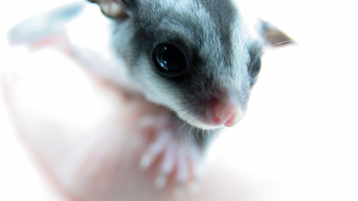 El petauro del azúcar: la mascota de moda que quieren vetar los animalistas