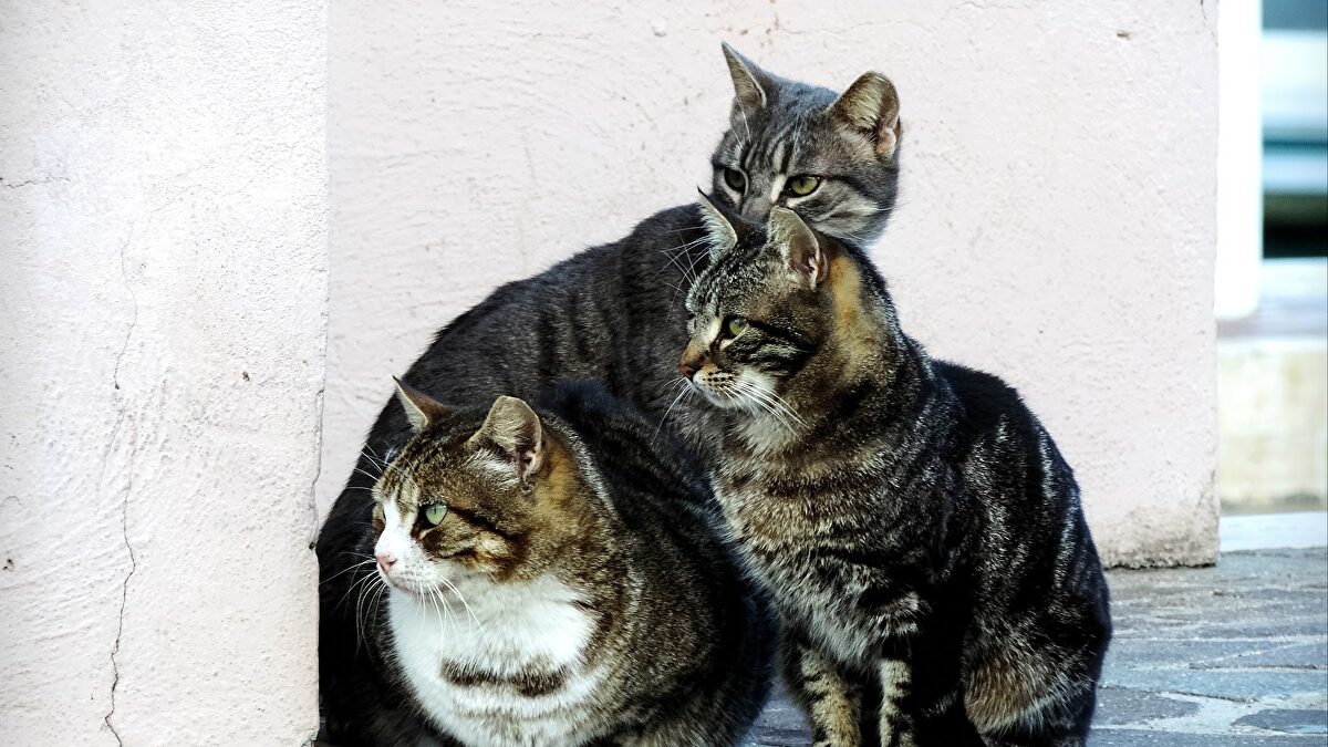 Creí ver miles de lindos gatitos