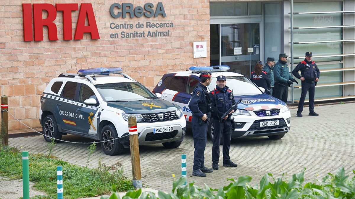 El Gobierno de Illa cierra filas y sostiene que la peste porcina no salió del laboratorio