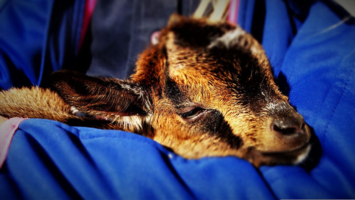 Cabras enanas: todo lo que debes saber sobre la mascota viral que cuesta unos 100 euros