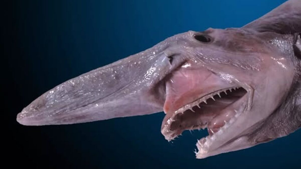 Pescan por error un rarísimo tiburón duende en aguas de Gran Canaria