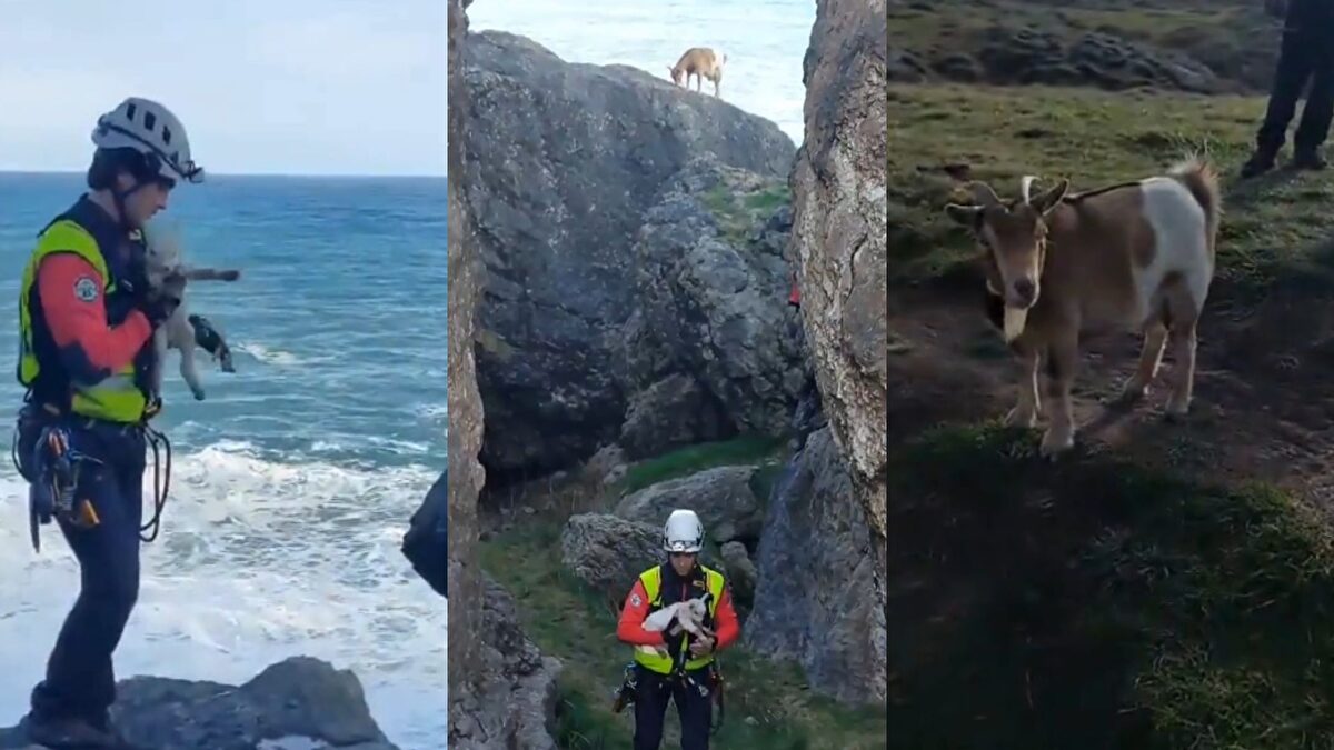 Espectacular rescate de una cabra y su cría recién nacida en un acantilado de Ajo