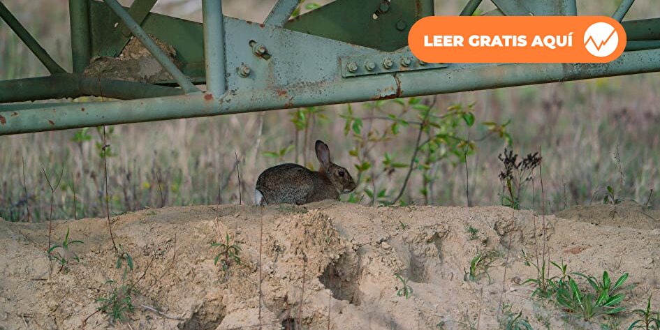 El campo se suma a la alerta ferroviaria: Los conejos tienen los taludes como un queso