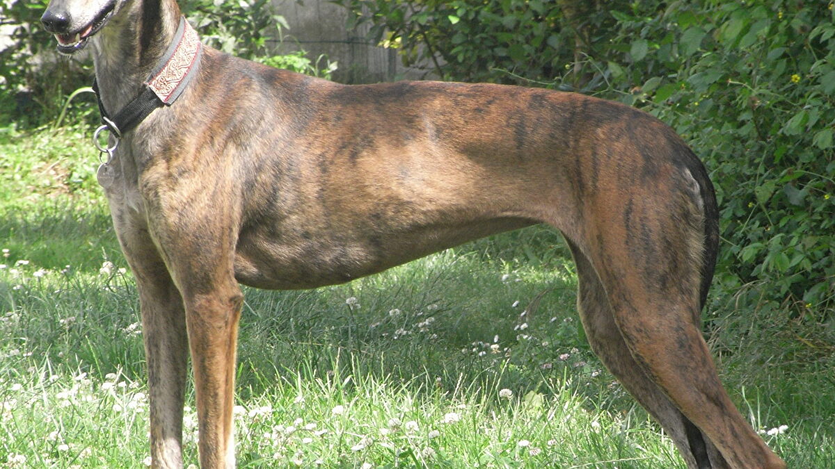 Las razas españolas de perro que están a punto de extinguirse