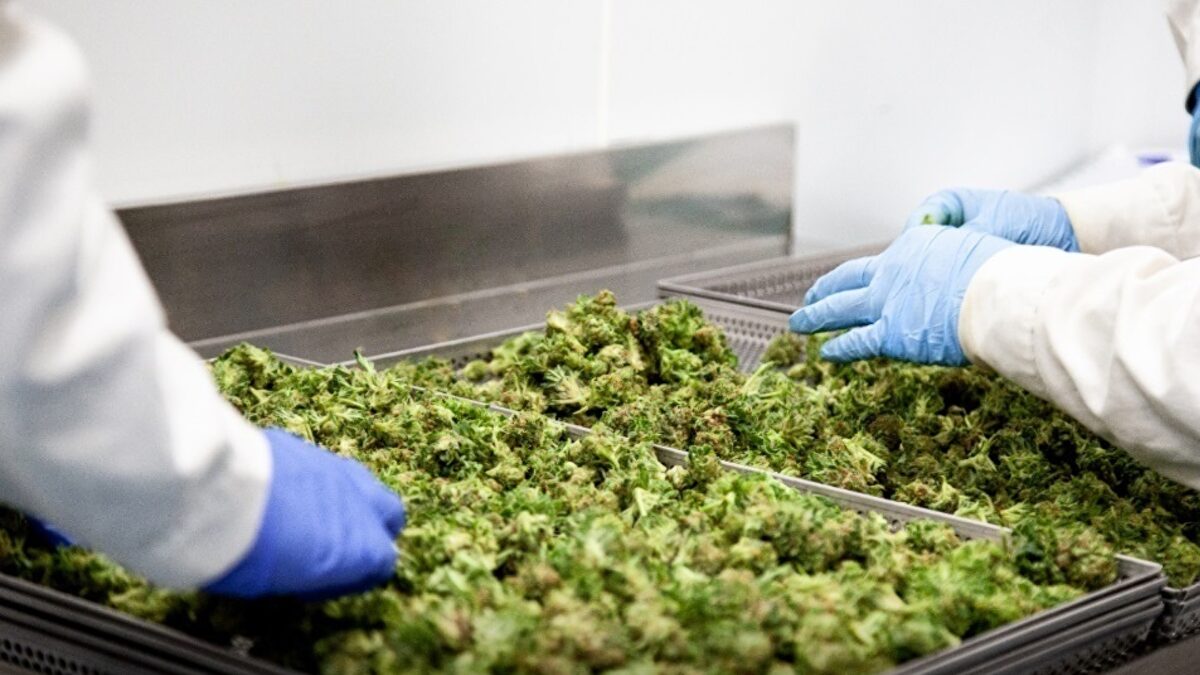 Sanidad abre la puerta a dispensar cannabis medicinal en farmacias