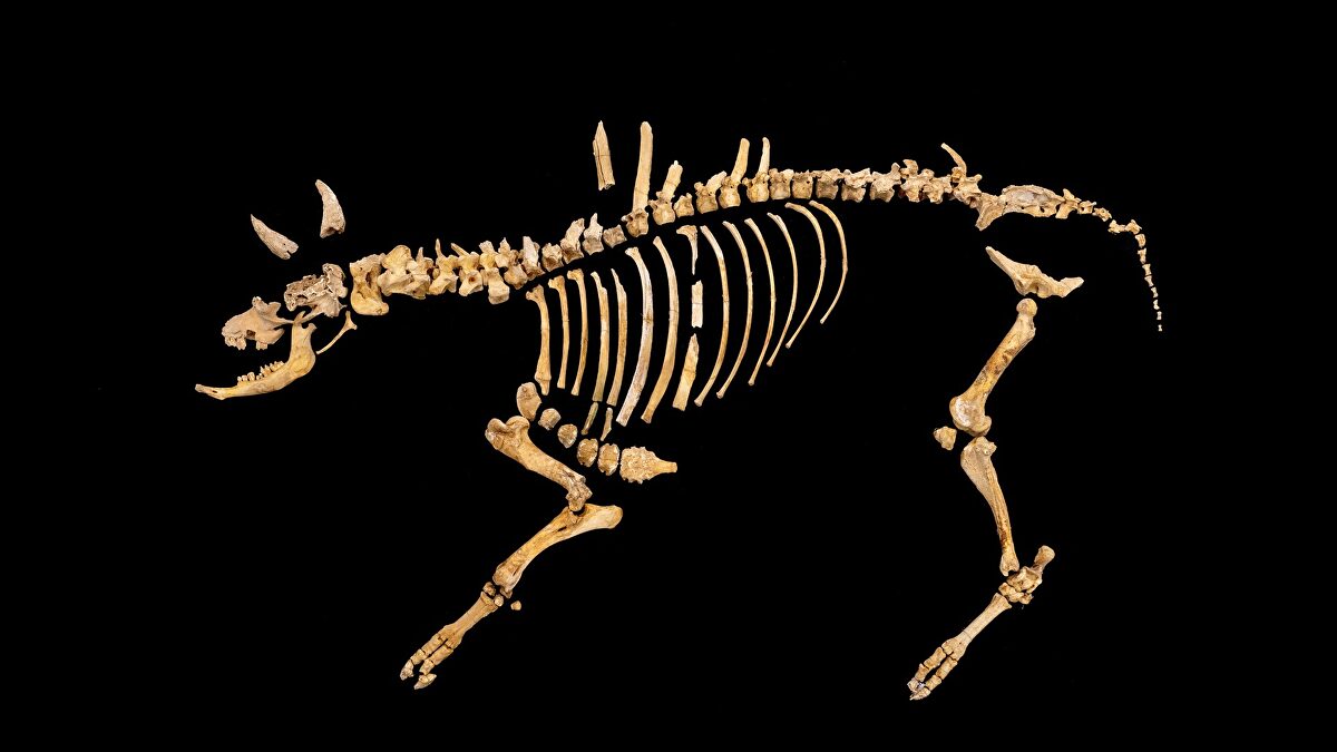 El  mundo perdido  de Urbasa: hallan un bisonte de 4.000 años con una flecha clavada y un león de las cavernas