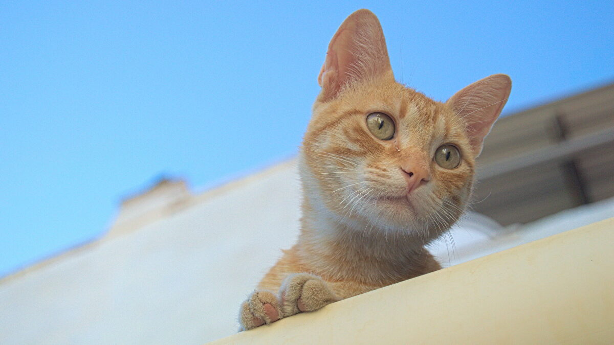  Los cojones de la gata : la respuesta de un ayuntamiento de La Rioja sobre las colonias felinas