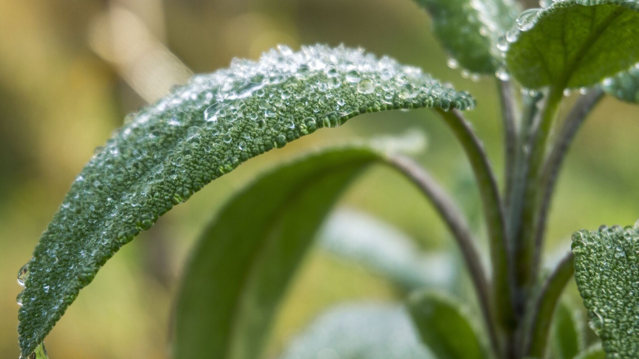 Cinco pasos para salvar una planta ahogada por exceso de riego