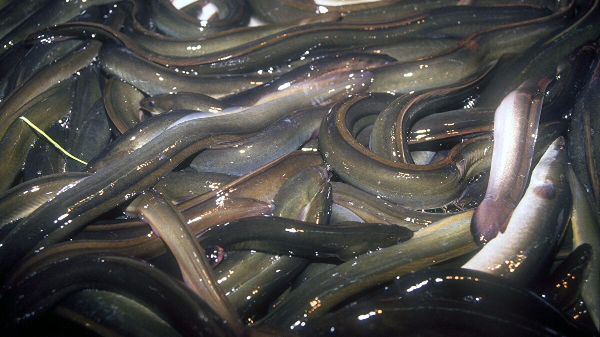 El Gobierno prohibirá la pesca de angulas con la fórmula del lobo