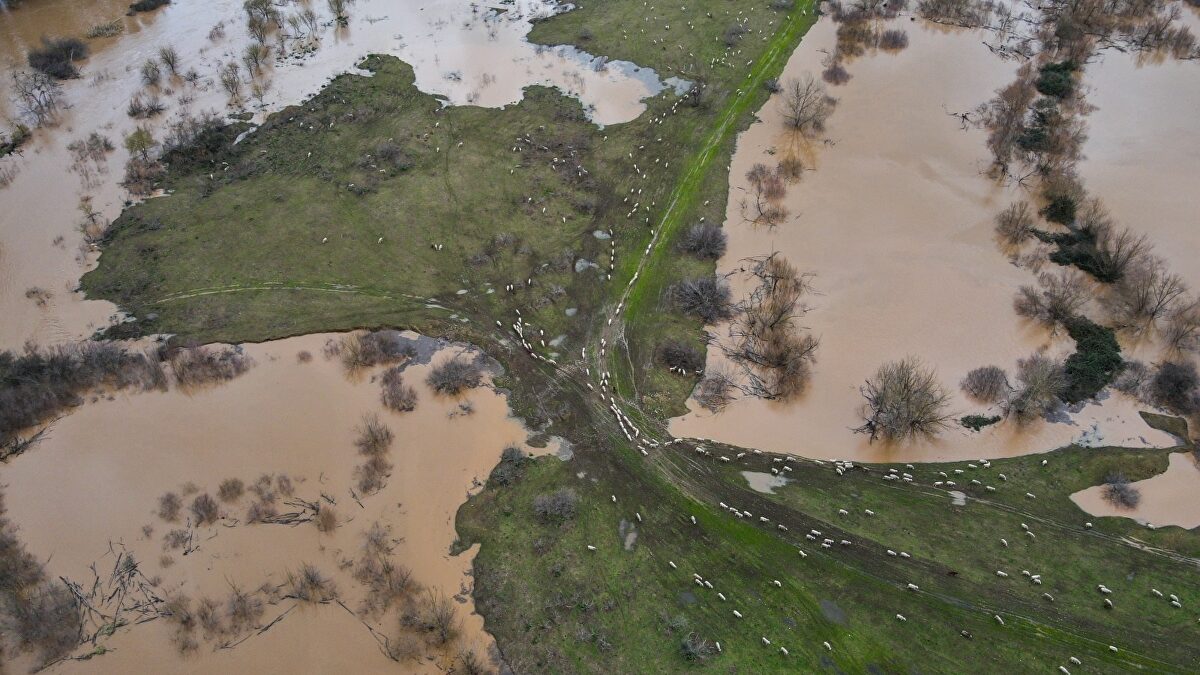 Un helicóptero lleva cinco toneladas de comida a 480 ovejas atrapadas en el Guadiana