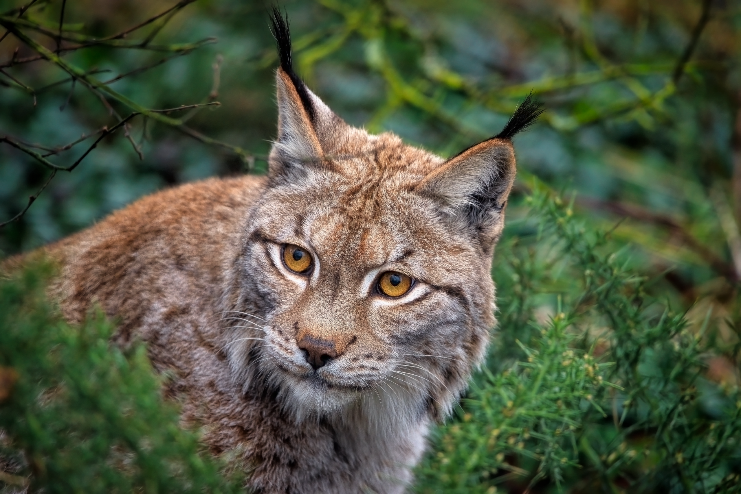 lince-boreal-europeo-felino.png