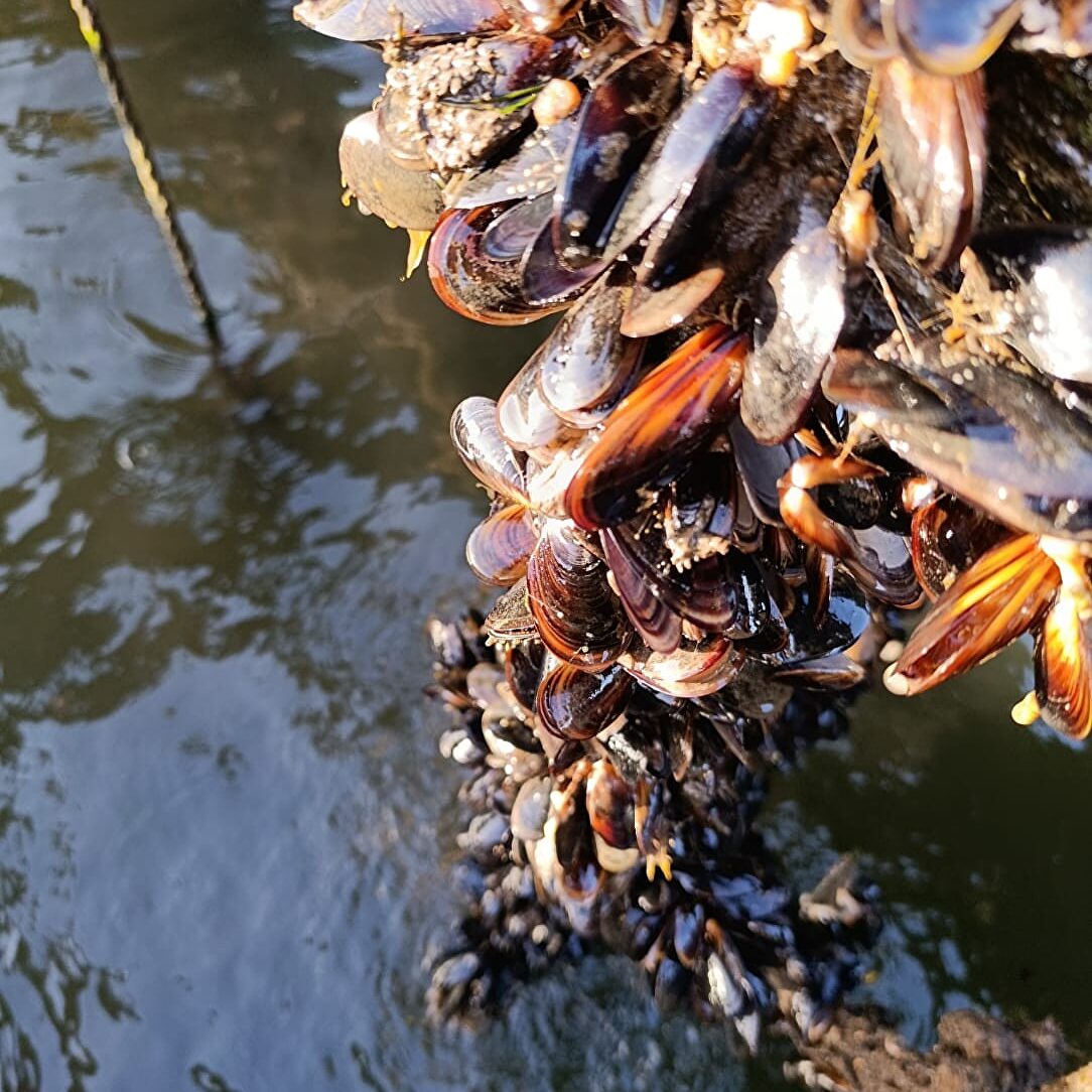 El mejillón gallego se muere por falta de sal