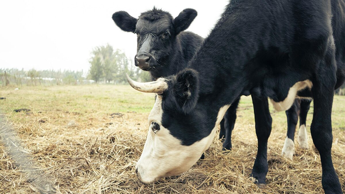 Alfalfa y vezas: las grandes desconocidas del campo español bajo la lupa de la UE