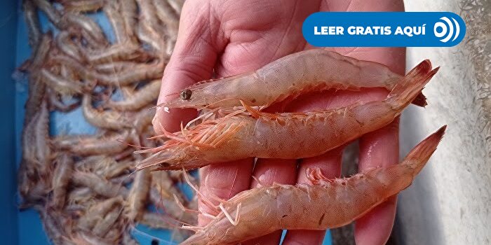El langostino café se extiende por el Mediterráneo y llega a las pescaderías: cómo distinguirlo