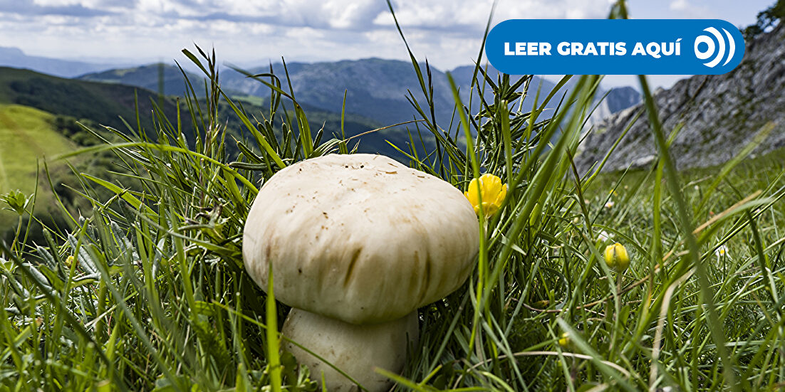 El mapa de las setas de primavera 2026: así será la temporada tras un otoño desastroso