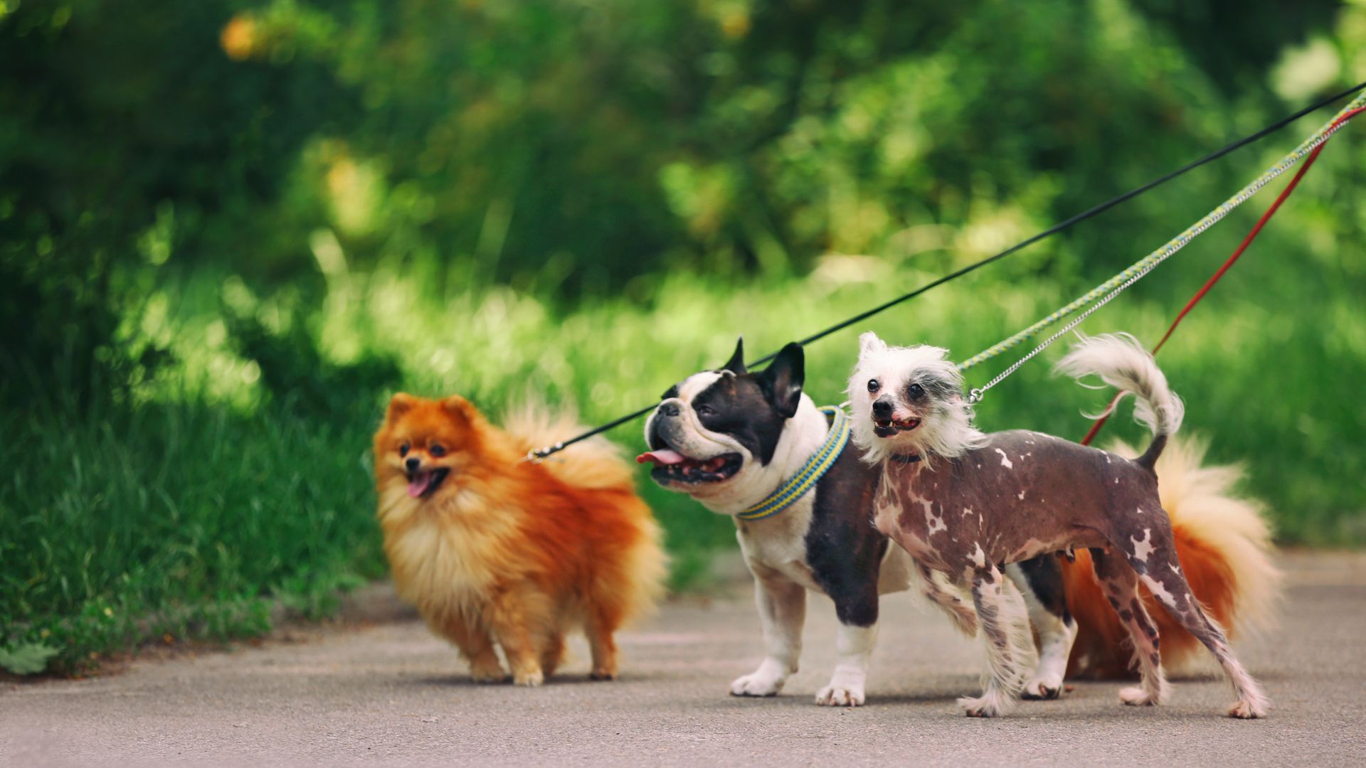 Adiós a las razas extranjeras: este es el perro más deseado por los españoles este año