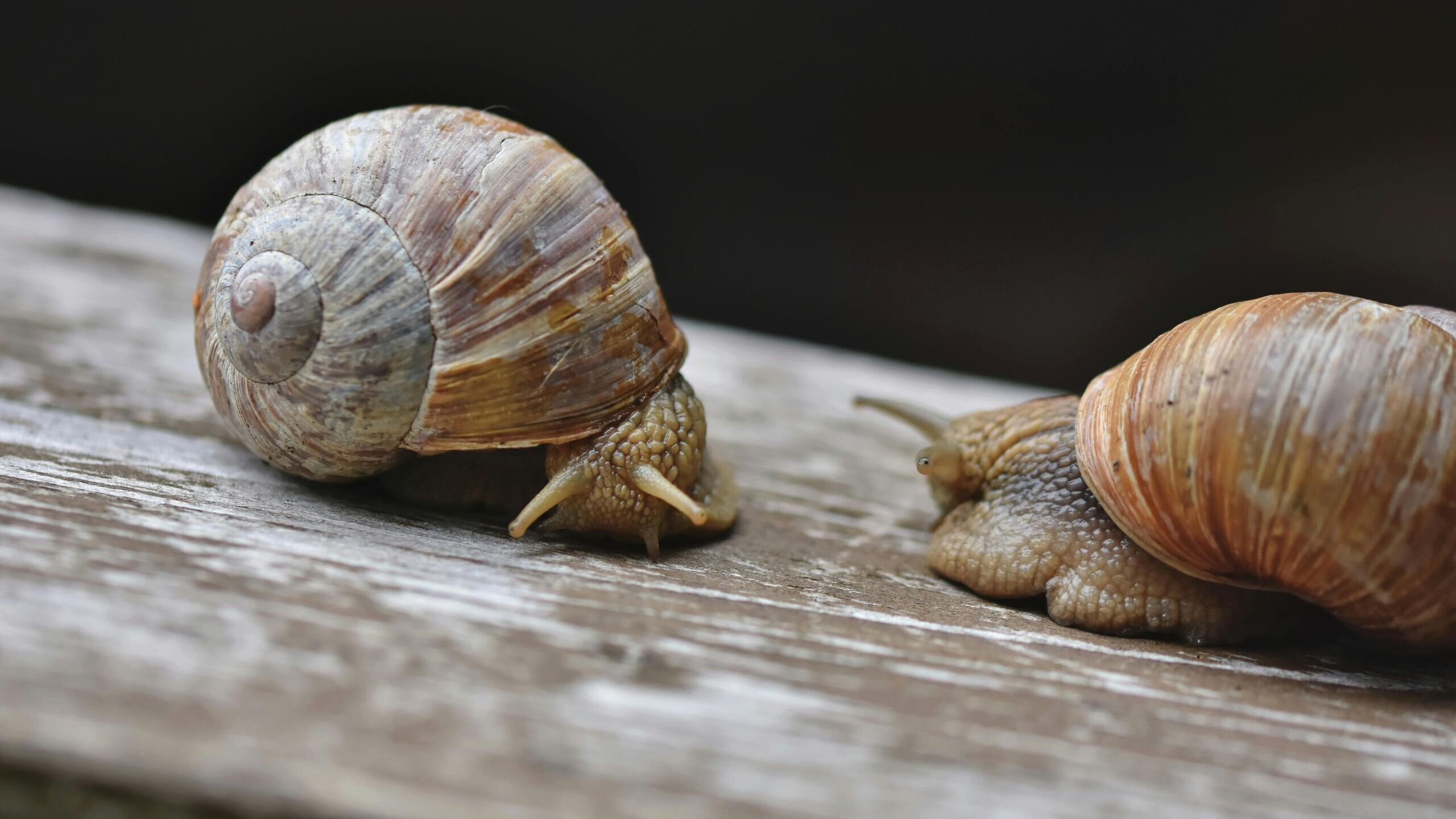 El truco casero que elimina los caracoles del jardín usando solo cerveza