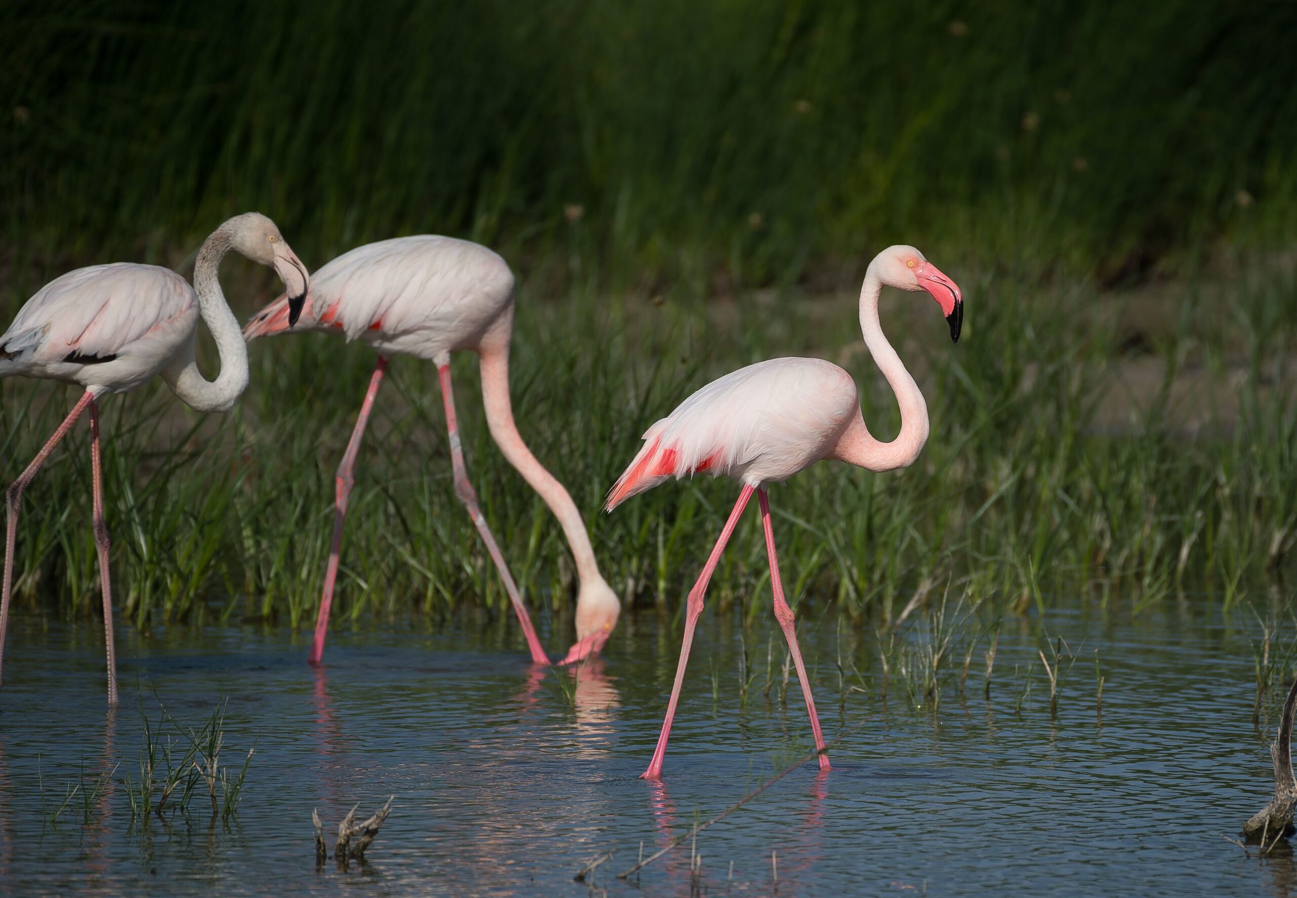 De la dieta al plumaje: el sorprendente motivo por el que los flamencos son rosas