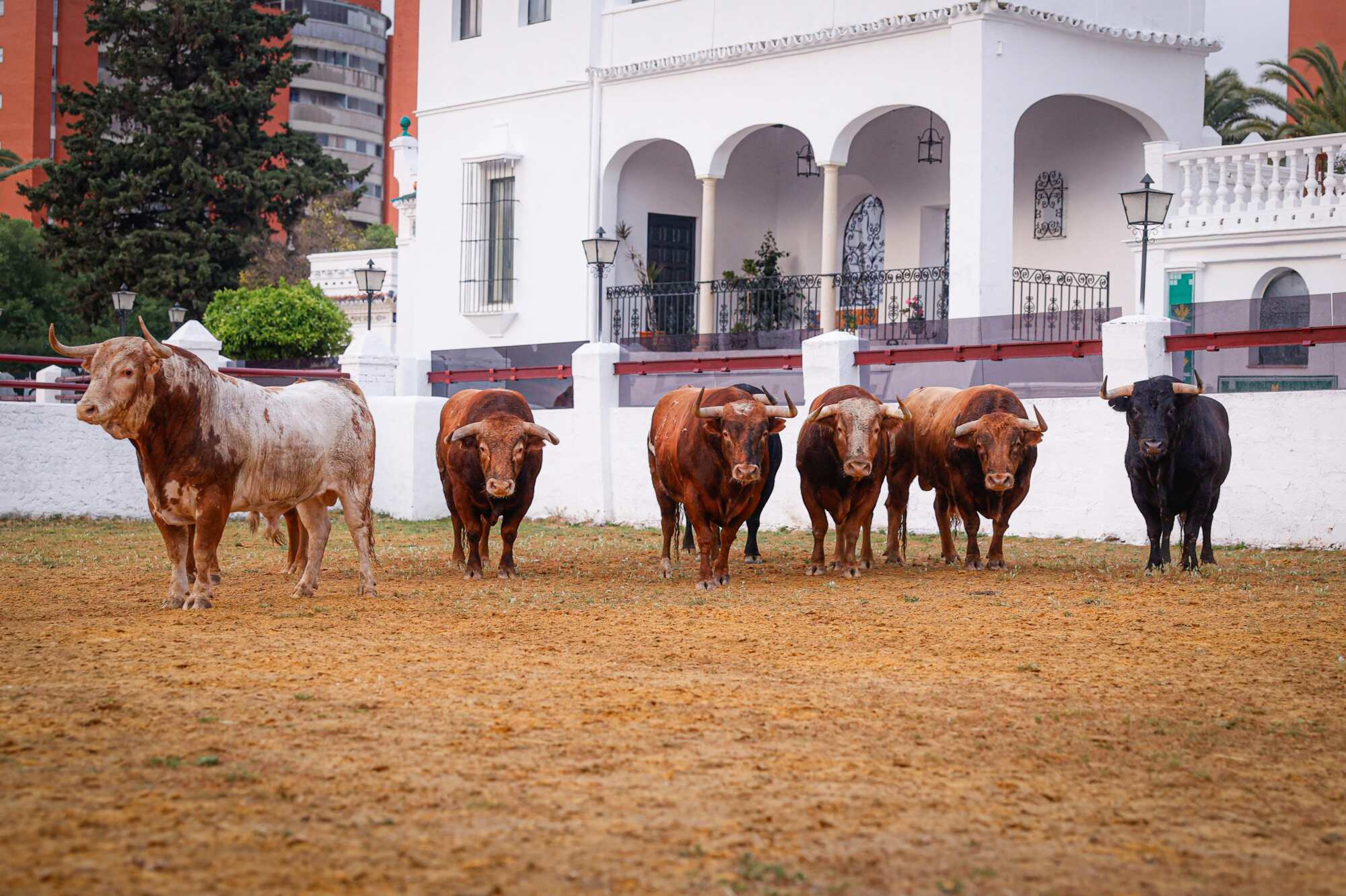 Las corridas de Alcurrucén y Fuente Ymbro en Sevilla, oportunidad de oro a las puertas de la Feria de Abril y San Isidro