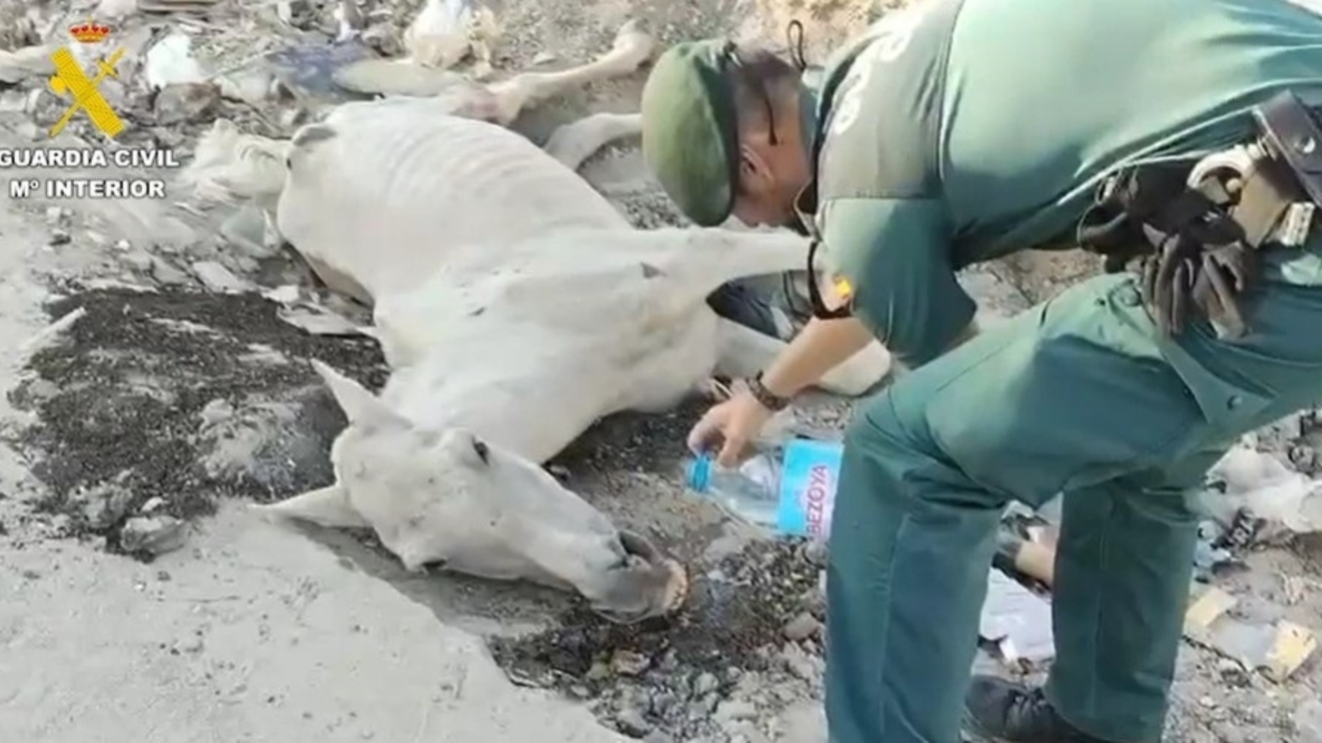 Sacrifican a un caballo encontrado en estado agónico entre basura en Valdemingómez
