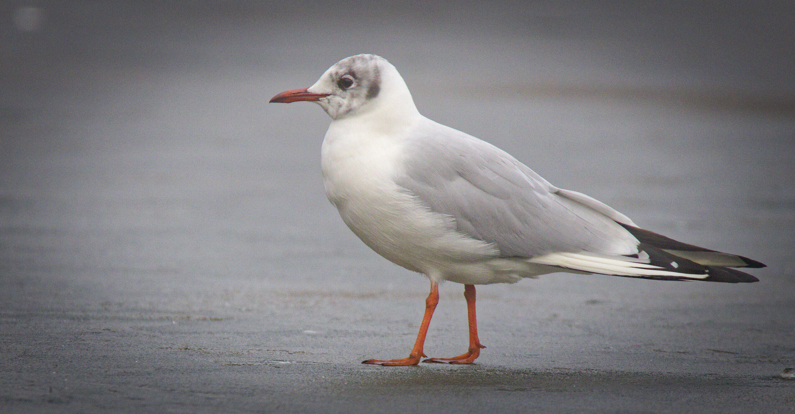 De la playa a la M-30: por qué hay gaviotas en Madrid